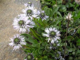Globularia trichosantha